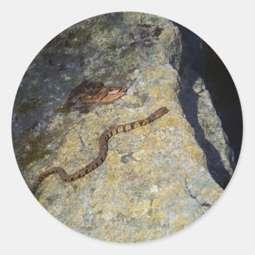 Brown pattern snake on Rock Classic Round Sticker