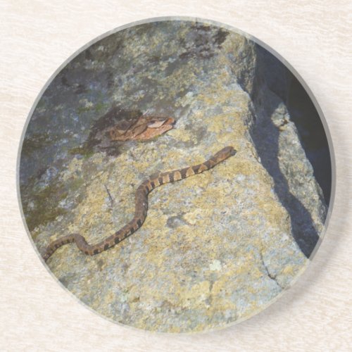 Brown pattern snake on Rock Drink Coaster
