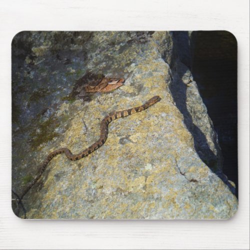 Brown pattern snake on Rock Mouse Pad