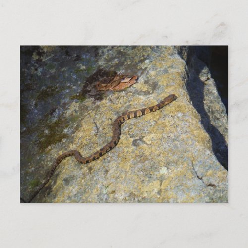 Brown pattern snake on Rock Postcard