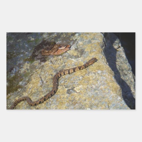 Brown pattern snake on Rock Rectangular Sticker