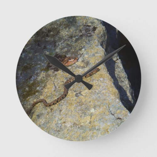 Brown pattern snake on Rock Round Clock