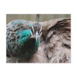 Brown Peacock  Postcard