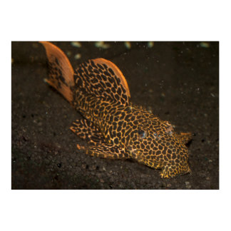 Brown Peckoltia Compta Poster