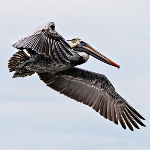 Brown Pelican 2024 Calendar