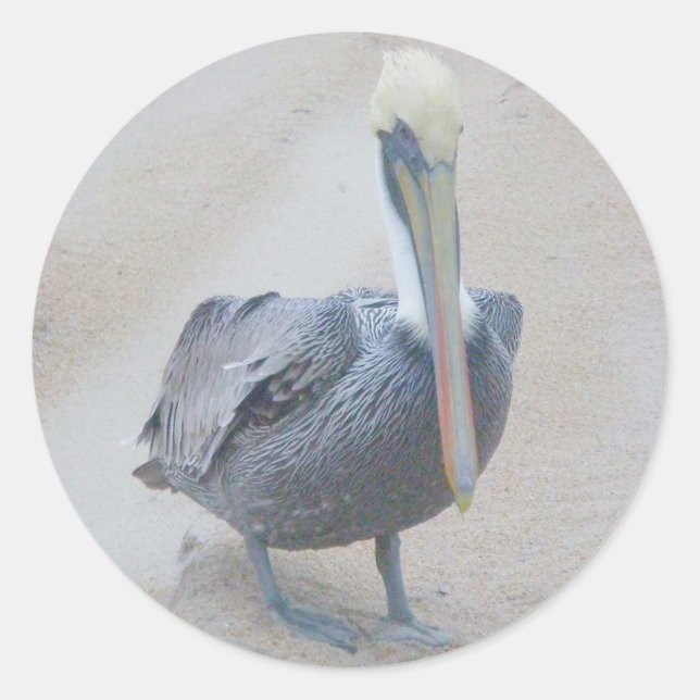 Brown Pelican #2 Stickers (Front)