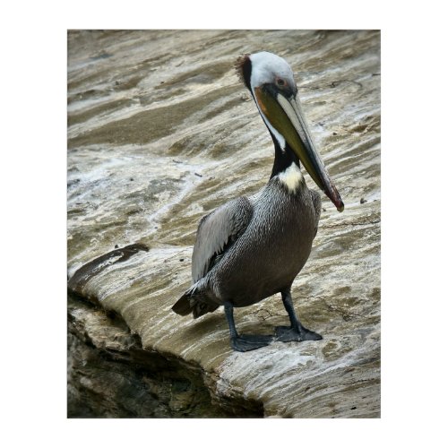 Brown Pelican Acrylic Print