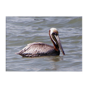 Brown Pelican acrylic wall art