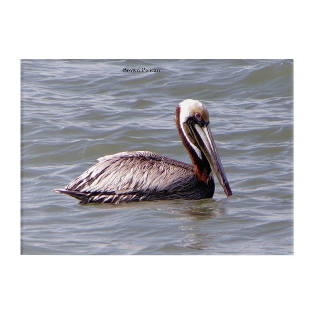 Brown Pelican acrylic wall art (Front)