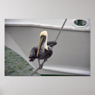Brown Pelican Balancing on a Rope, Florida Poster