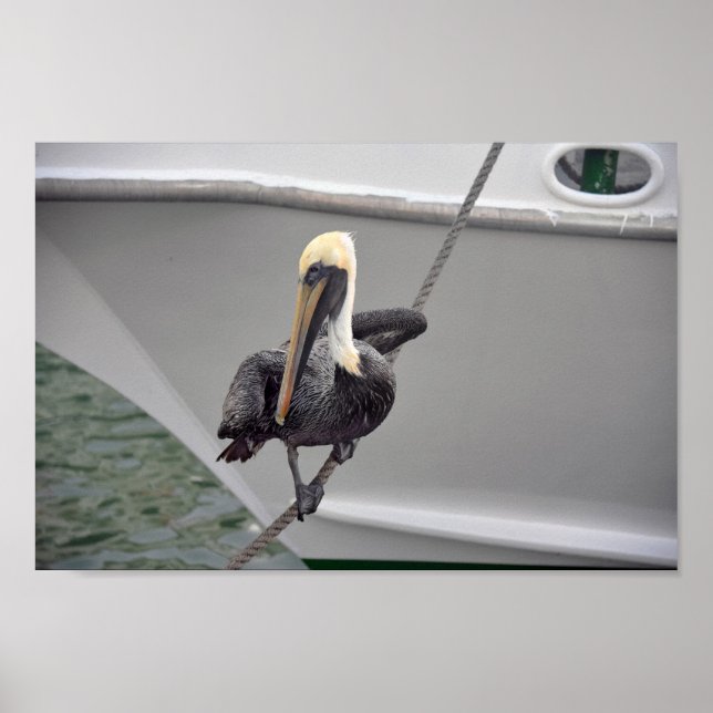 Brown Pelican Balancing on a Rope, Florida Poster (Front)