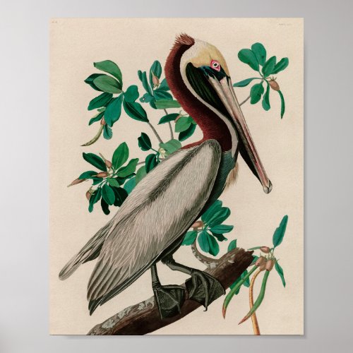 Brown Pelican Birds of America Audubon Print