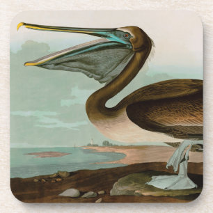 Brown Pelican Birds of America Audubon Print Beverage Coaster