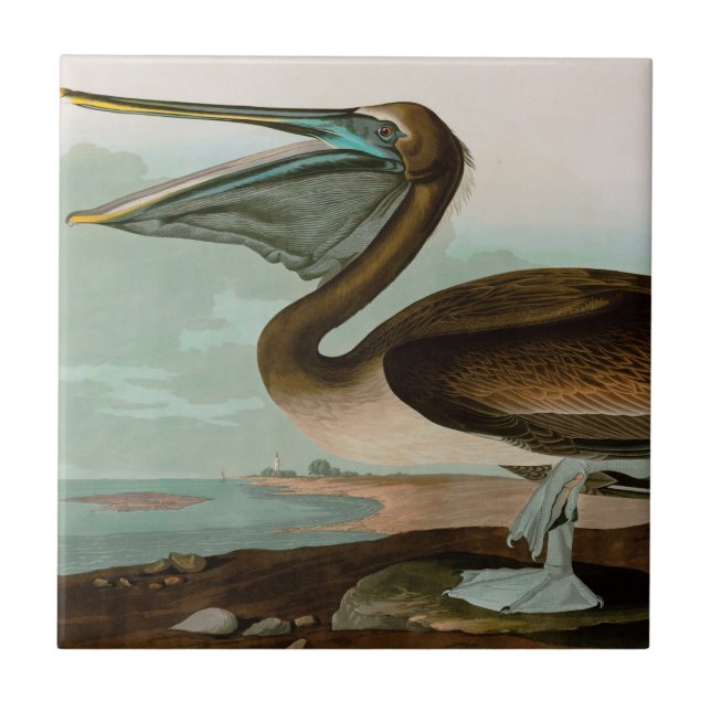 Brown Pelican Birds of America Audubon Print Ceramic Tile (Front)