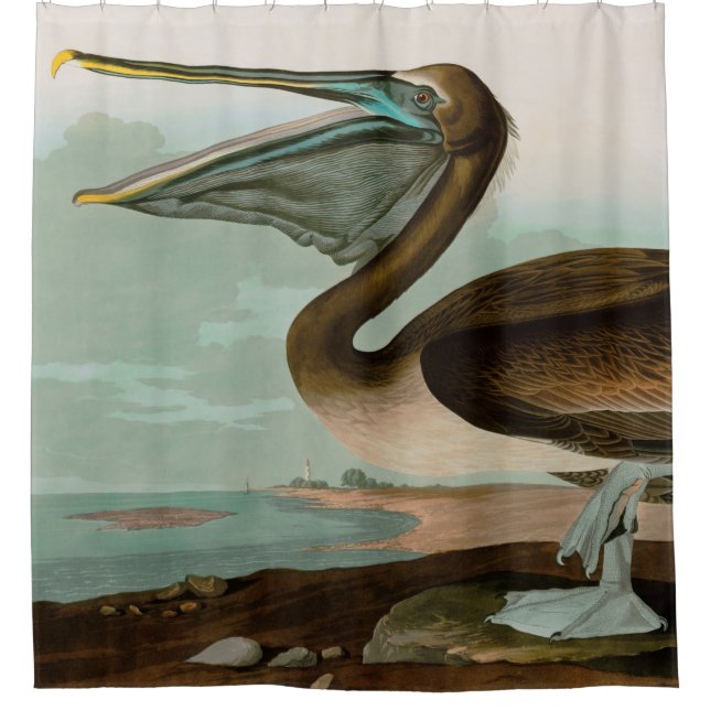 Brown Pelican Birds of America Audubon Print Shower Curtain (Front)