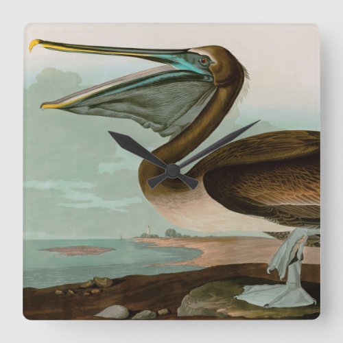 Brown Pelican Birds of America Audubon Print Square Wall Clock