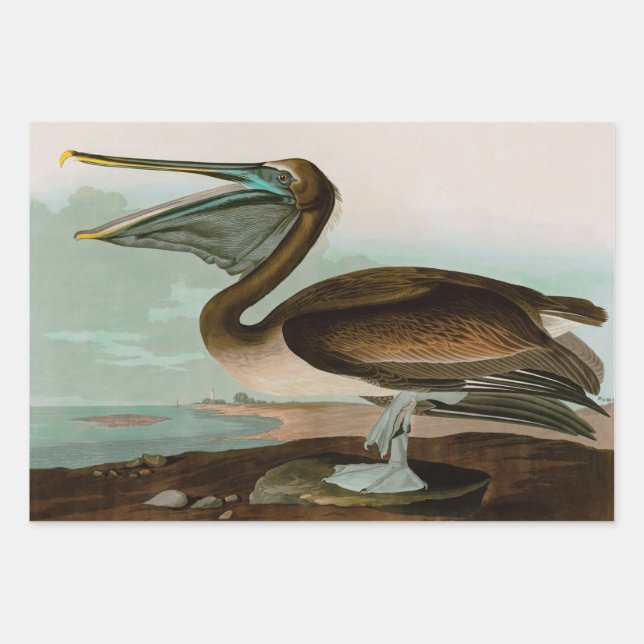 Brown Pelican Birds of America Audubon Print Wrapping Paper Sheets (Front)