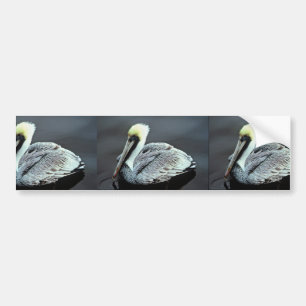 Brown Pelican Bumper Sticker