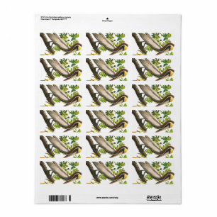 Brown Pelican by John James Audubon Label