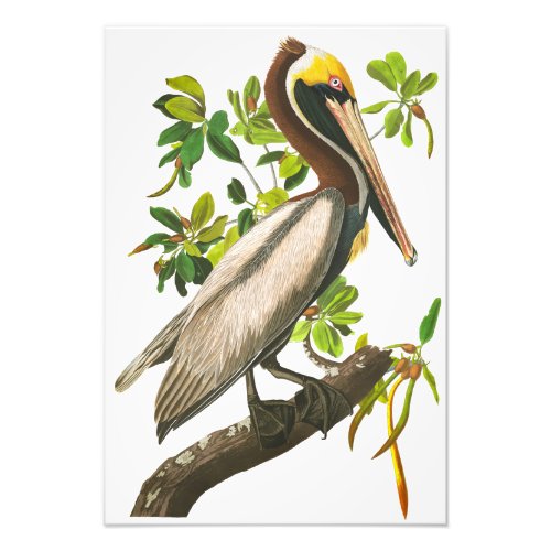 Brown Pelican by John James Audubon Photo Print