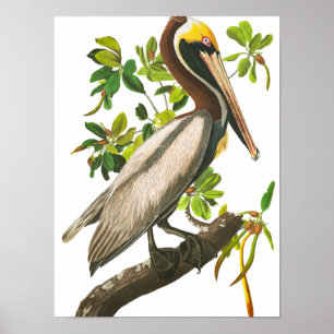 Brown Pelican by John James Audubon Poster