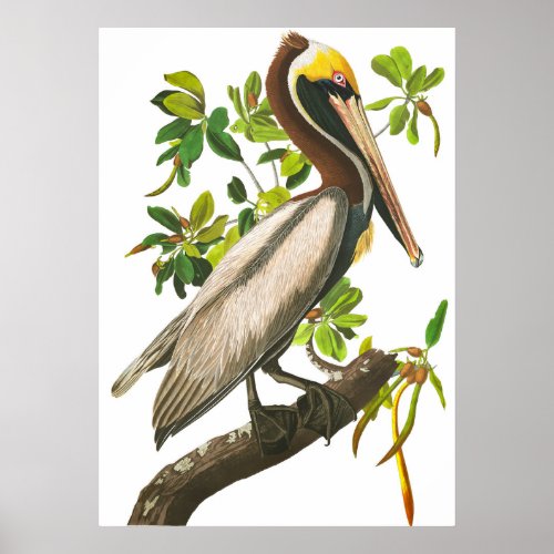 Brown Pelican by John James Audubon Poster