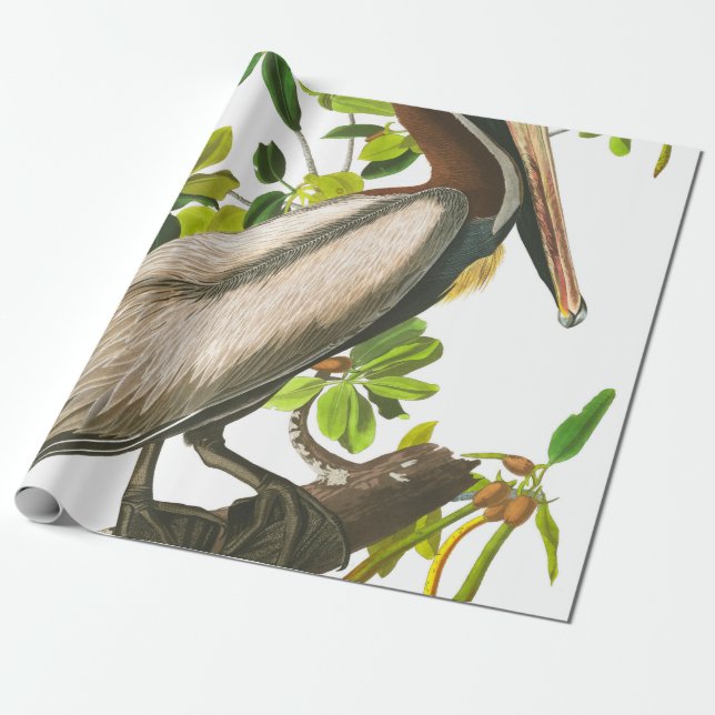 Brown Pelican by John James Audubon Wrapping Paper (Unrolled)
