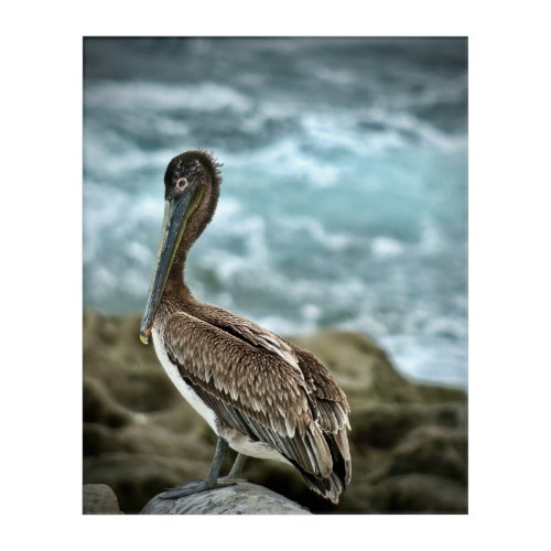 Brown Pelican by the Ocean Acrylic Print