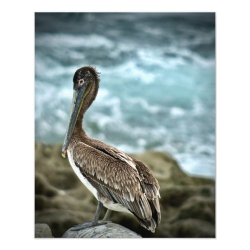 Brown Pelican by the Ocean Photo Print