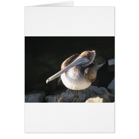 Brown Pelican Card