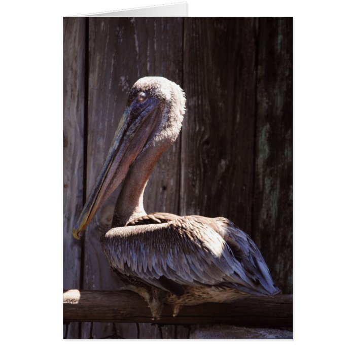 Brown Pelican Cards