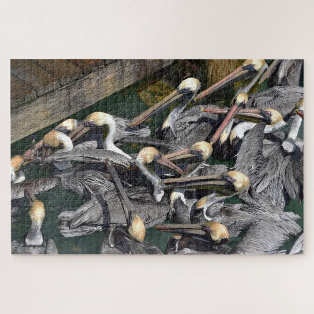 Brown Pelican Crowd, Florida Jigsaw Puzzle (Horizontal)