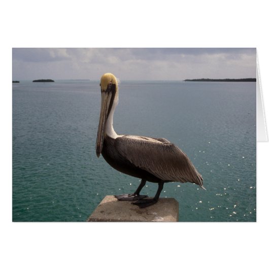 Brown Pelican Florida Keys Cards (Front Horizontal)