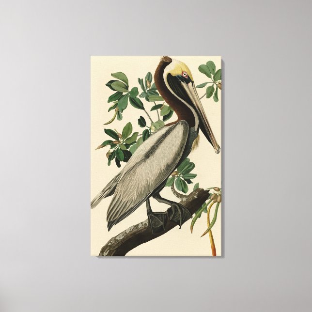 Brown Pelican from Audubon's Birds of America Canvas Print (Front)