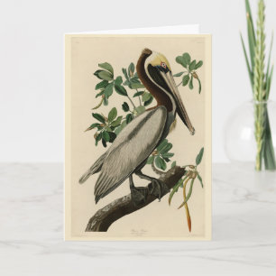 Brown Pelican from Audubon's Birds of America Card