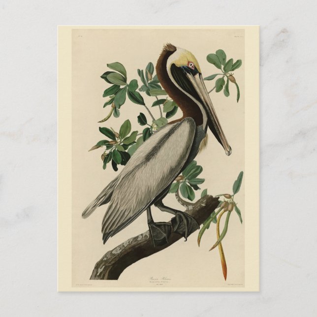 Brown Pelican from Audubon's Birds of America Postcard (Front)