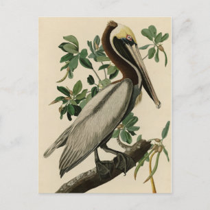 Brown Pelican from Audubon's Birds of America Postcard