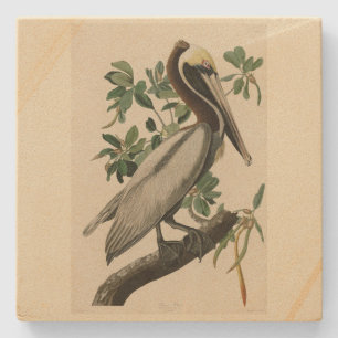 Brown Pelican from Audubon's Birds of America Stone Coaster