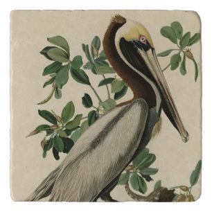 Brown Pelican from Audubon's Birds of America Trivet