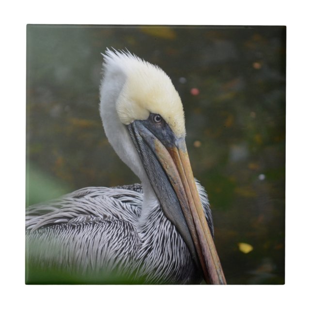 brown pelican head view facing right bird ceramic tile (Front)