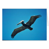 Brown pelican in flight (Front Horizontal)