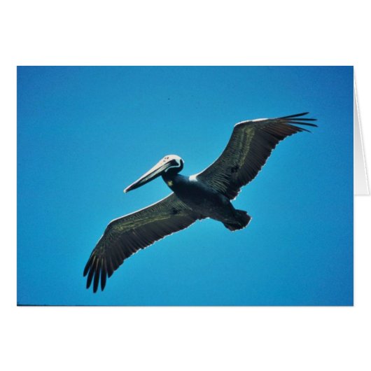 Brown pelican in flight cards (Front Horizontal)