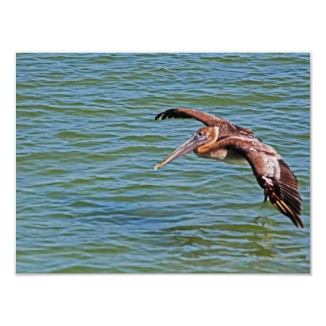 Brown Pelican in flight over water Photo Print (Front)