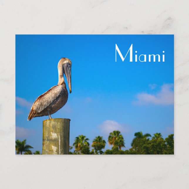 Brown Pelican in Miami - Postcard (Front)