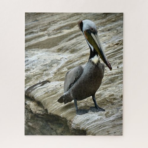 Brown Pelican Jigsaw Puzzle