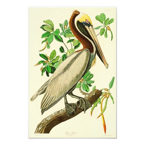 Brown Pelican John James Audubon Birds of America Photo Print