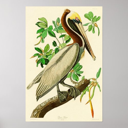 Brown Pelican John James Audubon Birds of America Poster