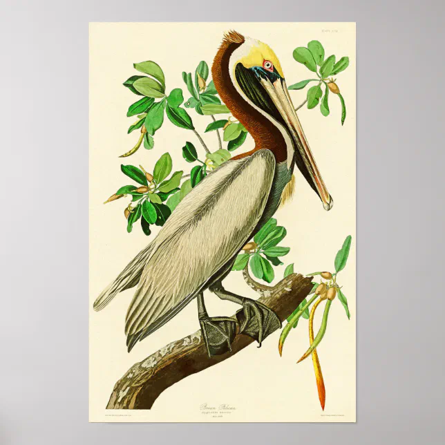 Brown Pelican John James Audubon Birds of America Poster | Zazzle