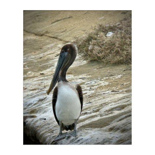 Brown Pelican Nesting Acrylic Print