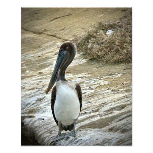 Brown Pelican Nesting Photo Print